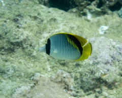 Chaetodon lineolatus