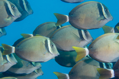 Acanthurus leucopareius