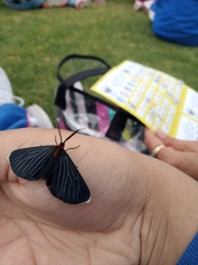 Melanchroia chephise