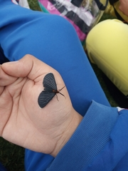 Melanchroia chephise