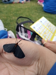 Melanchroia chephise