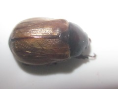 Paranomala testaceipennis