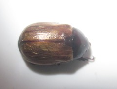 Paranomala testaceipennis