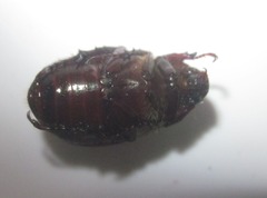 Paranomala testaceipennis