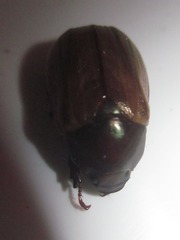 Paranomala testaceipennis