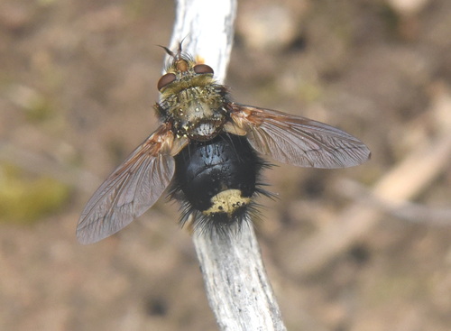 Unknown species found near Kootenai County, ID, USA