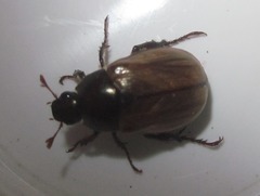 Paranomala testaceipennis