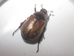 Paranomala testaceipennis