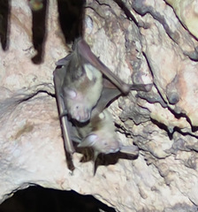 Macronycteris commersonii