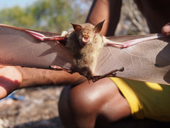 Macronycteris commersonii