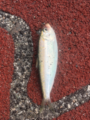 Fringescale Sardinella photo 2