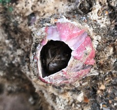 Megabalanus coccopoma