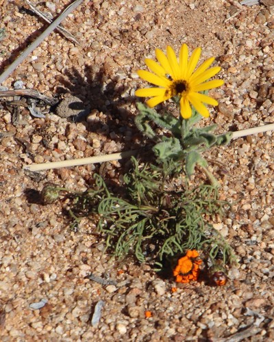 Image of Osteospermum amplectens by (c) Tony Rebelo, some rights reserved (CC BY-SA)