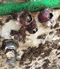 Megabalanus coccopoma