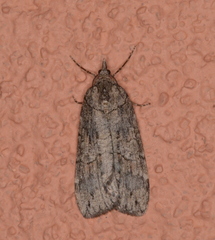 Hydriomena arizonata