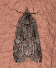 Hydriomena arizonata