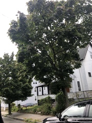 Acer platanoides