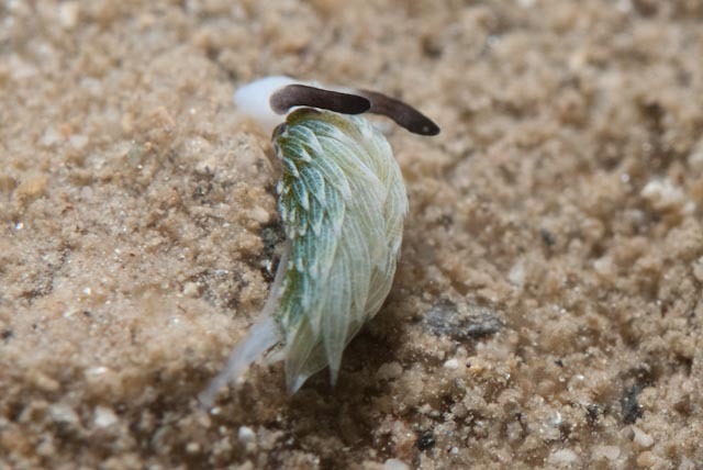 Rabbit Sapsucking Slug