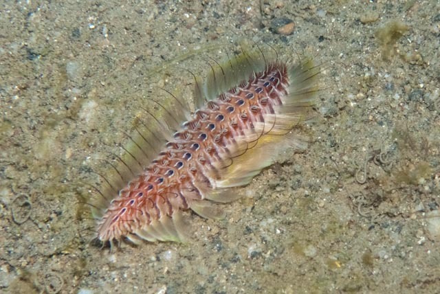 Chloeia amphora