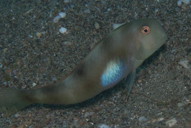 Pale Razorfish