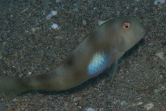 ハゲヒラベラ