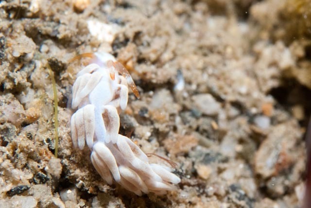 Tenellia nakapila