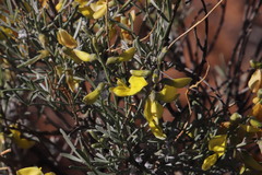 Calobota