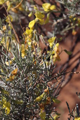 Calobota