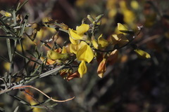 Calobota