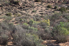 Calobota