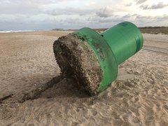 Megabalanus coccopoma