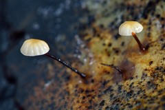 Gloiocephala xanthocephala