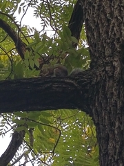 Sciurus carolinensis