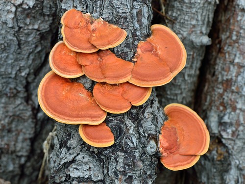 Southern Cinnabar Polypore