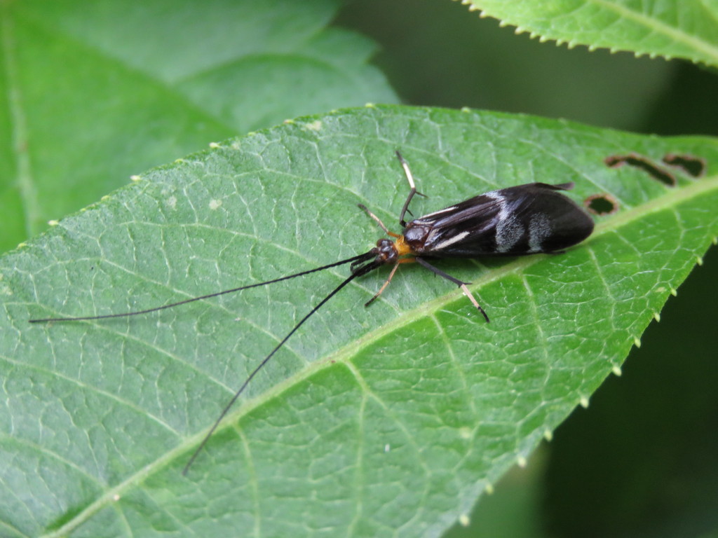 Phylloicus abdominalis