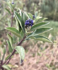 Monnina phillyreoides