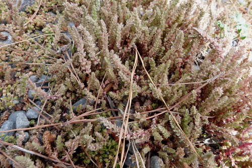 Crassula sieberiana