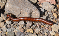 Orthoporus
