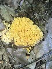 Ramaria flavosaponaria
