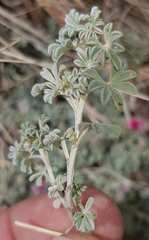 Indigofera burchellii