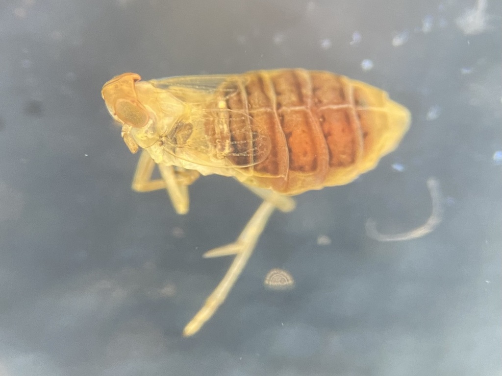 Chloriona dorsata