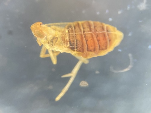 Chloriona dorsata