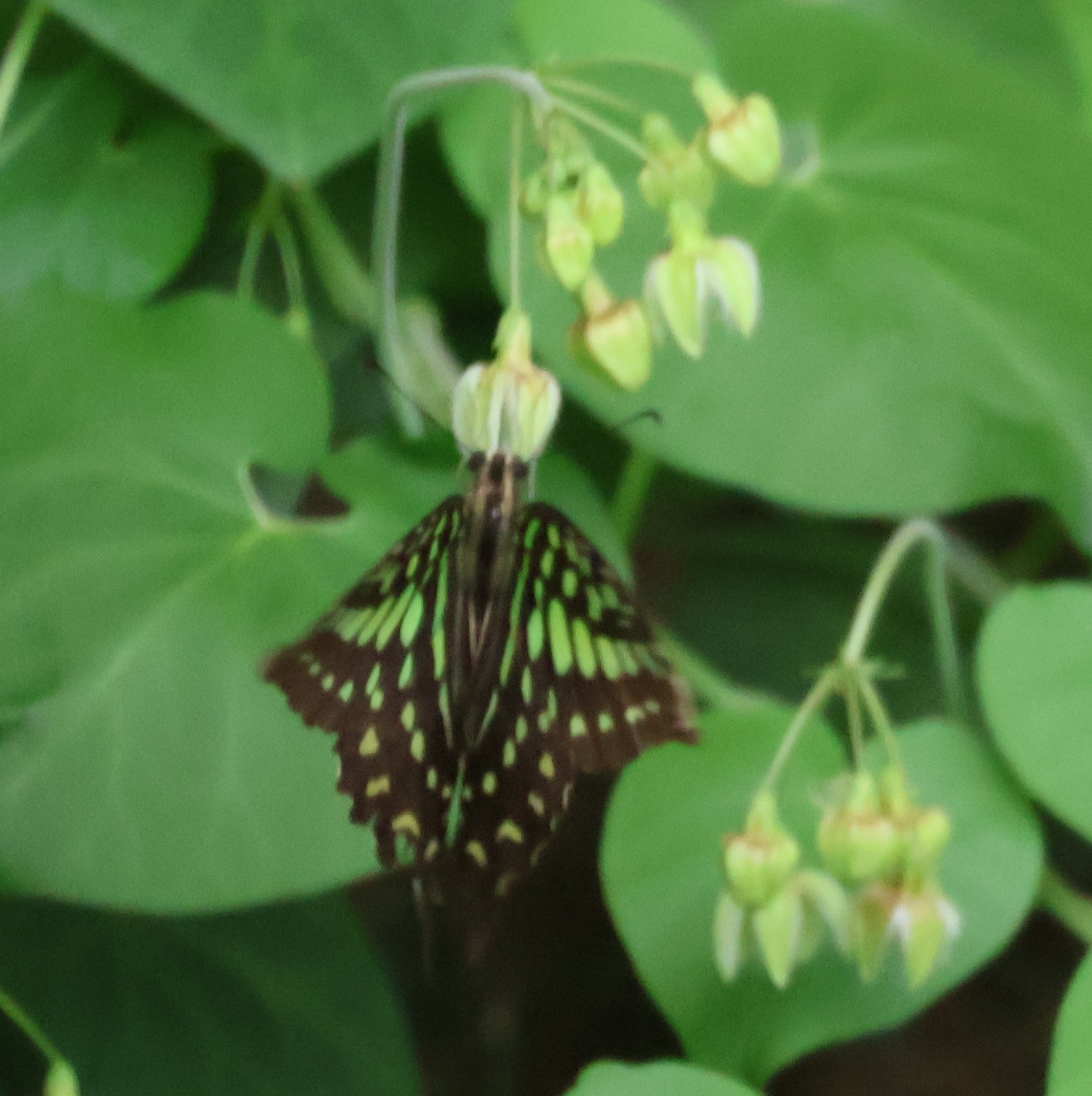 Tailed Jay