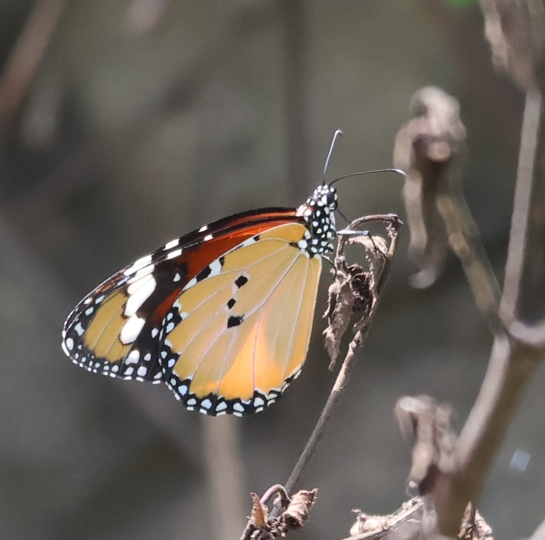 Plain Tiger