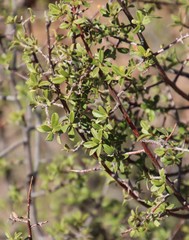 Diospyros ramulosa
