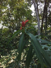 Costus erythrothyrsus