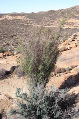 Diospyros ramulosa