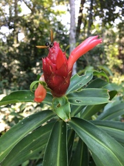 Costus erythrothyrsus