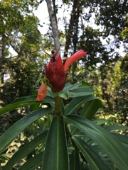 Costus erythrothyrsus