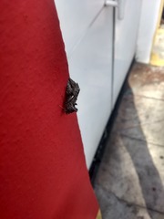 Ctenoplusia oxygramma